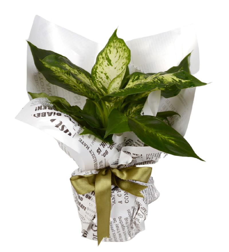 Difenbahya Çiçeği