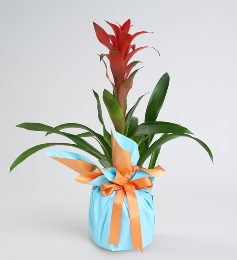 Turuncu Mavi Buketli Polimer Saksıda Guzmania