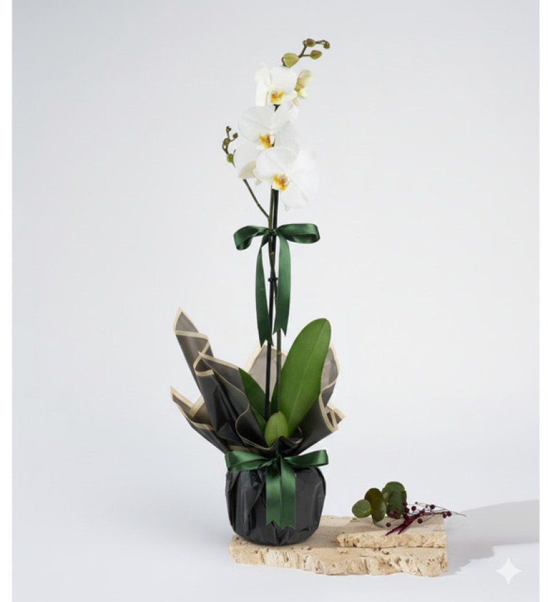 Siyah Buketli Polimer Saksıda Beyaz Tekli Orkide