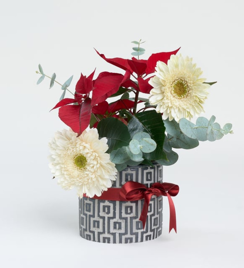 Desenli Beton Saksıda Ponsetya ve Beyaz Gerberalar