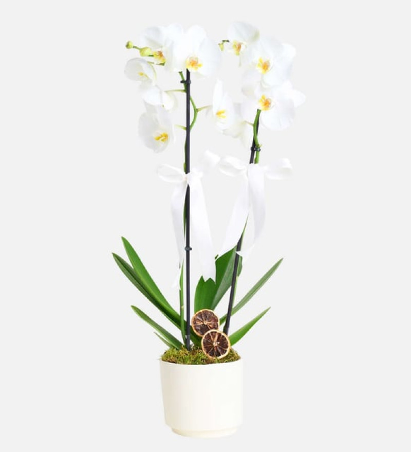 2 Dal Beyaz Orkide Çiçeği